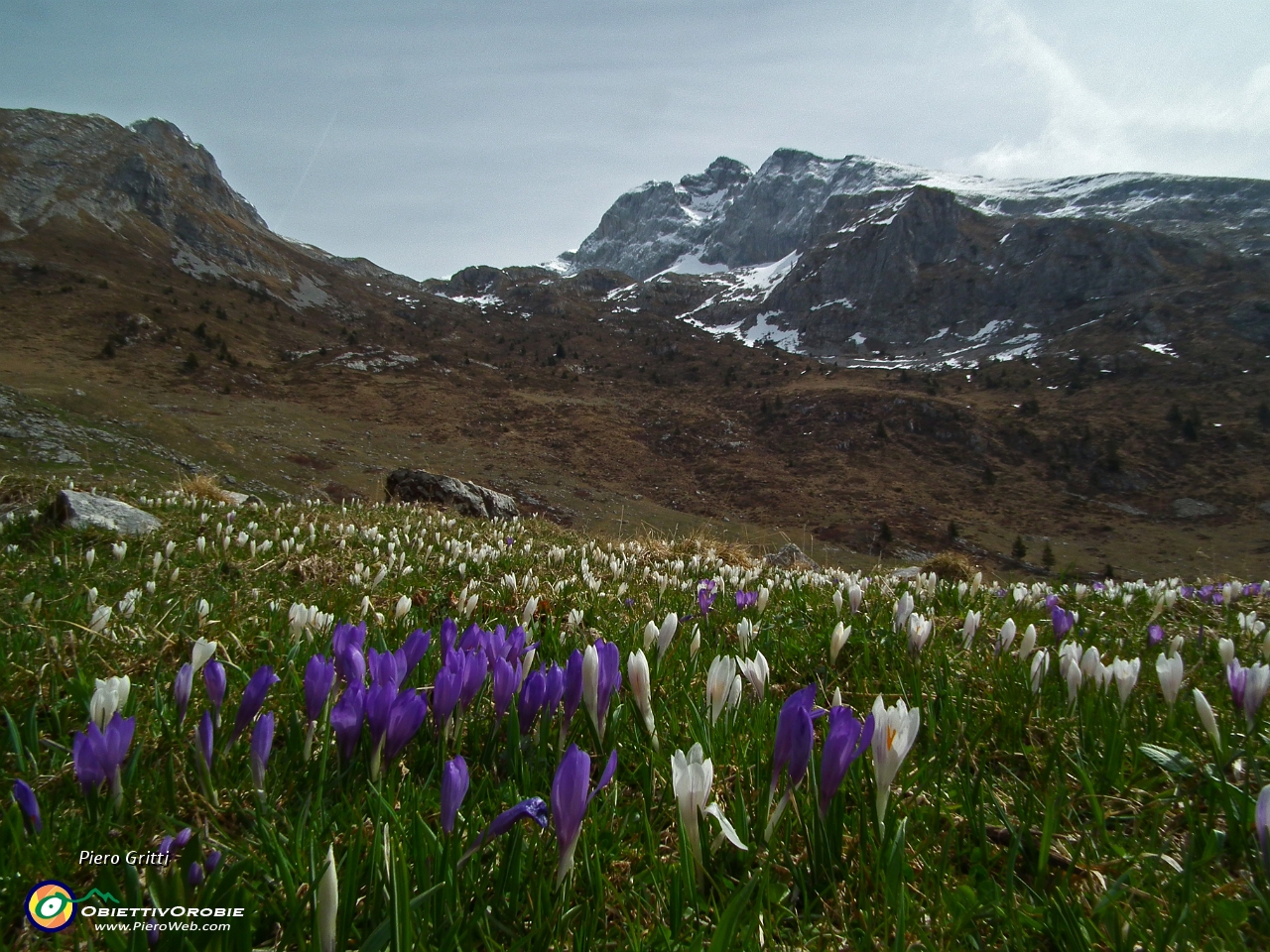 35 Crocus bianchi e viola.JPG